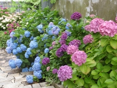 Original Size: 480 x 360, 129KB