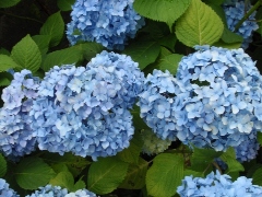 Original Size: 480 x 360, 110KB