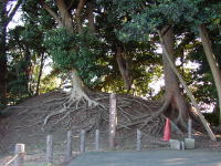 �i�Z�ꗢ��